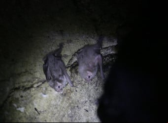 Com isso, eles encontraram 81 espécies de morcegos que ocorrem em cavernas no BR atualmente, ou seja, 44,7% do total de espécies brasileiras. 
